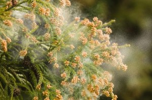 花粉症1