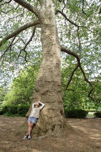 tree